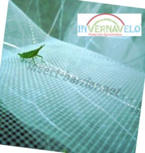 Bug above insect barrier