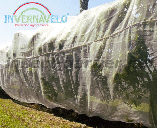 trees protected with the anti aphid mesh.