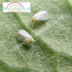 insects on the sheet of the plant.