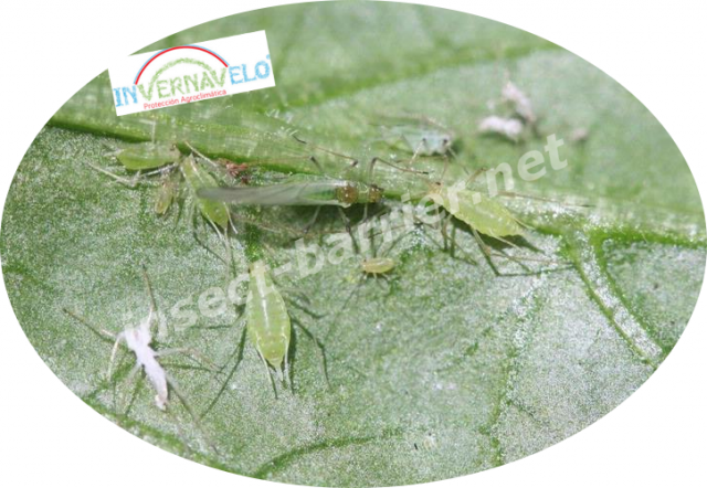 Insect attacking the plant.