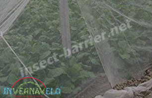 crops protected with the anti aphid mesh.