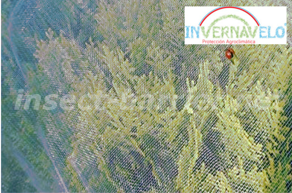 crops protected against the attack of the insects