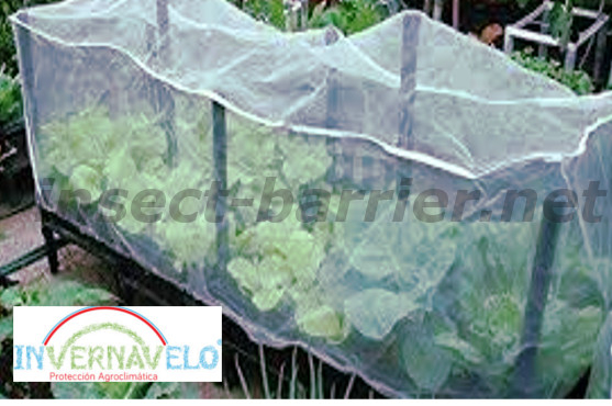 Crops protected with the anti aphid mesh.