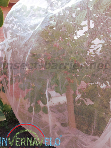 anti aphid mesh protecting the tree.