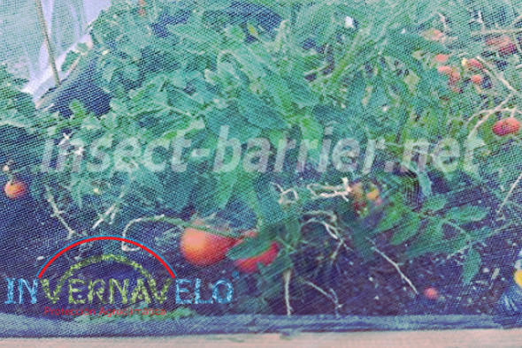 tomato crops protected with the anti aphid mesh.